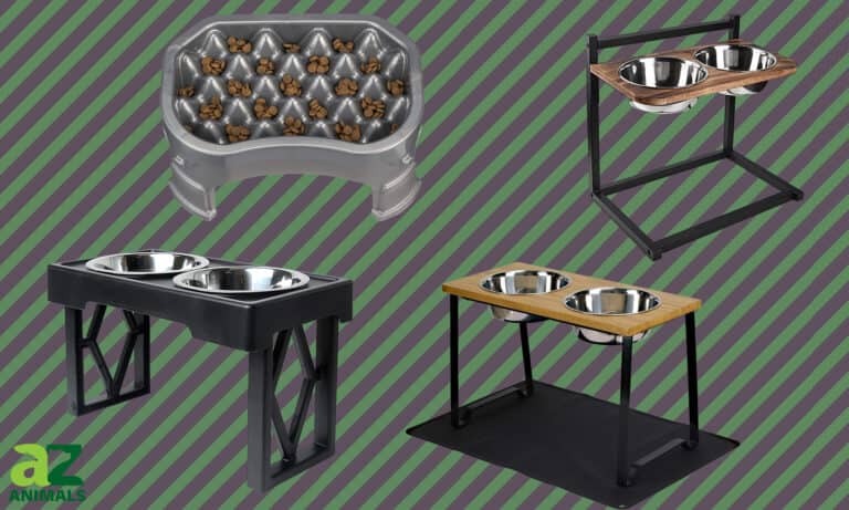 Elevated Slow Feeder Dog Bowl