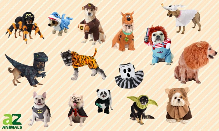 Dog Costumes