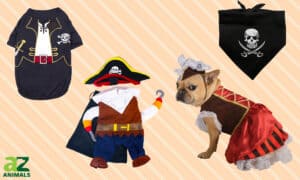 The Best Pirate Costumes for Dogs, We Checked Picture