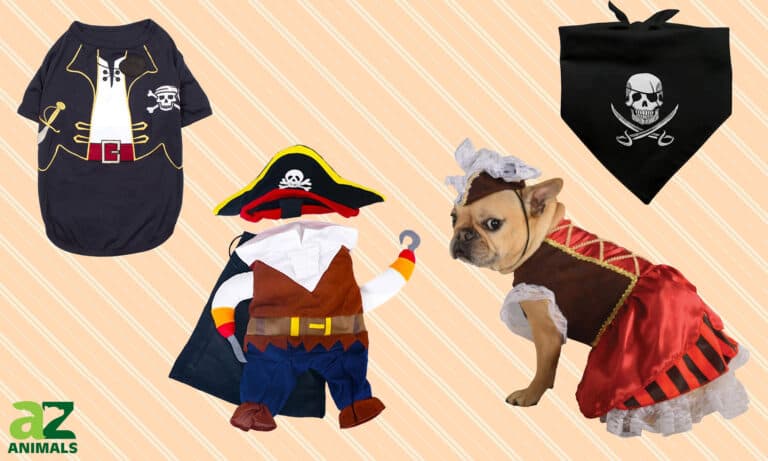 Dog Pirate Costumes