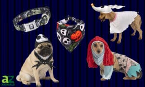 The Best Nightmare Before Christmas Dog Costumes: Reviewed by Us for You Picture