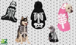The Best Skeleton Dog Costumes, We Checked Picture