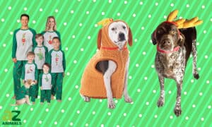 The Best Grinch Costumes for Dogs Picture