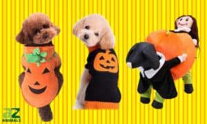 The Best Pumpkin Costumes for Dogs Picture