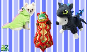 The Best Dragon Costumes for Dogs Picture