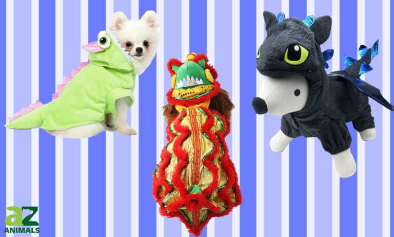 Dragon Dog Costumes