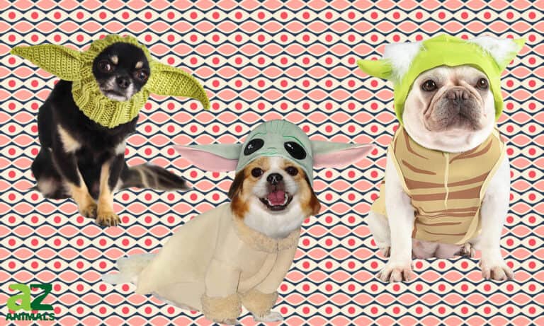 Yoda Dog Costumes