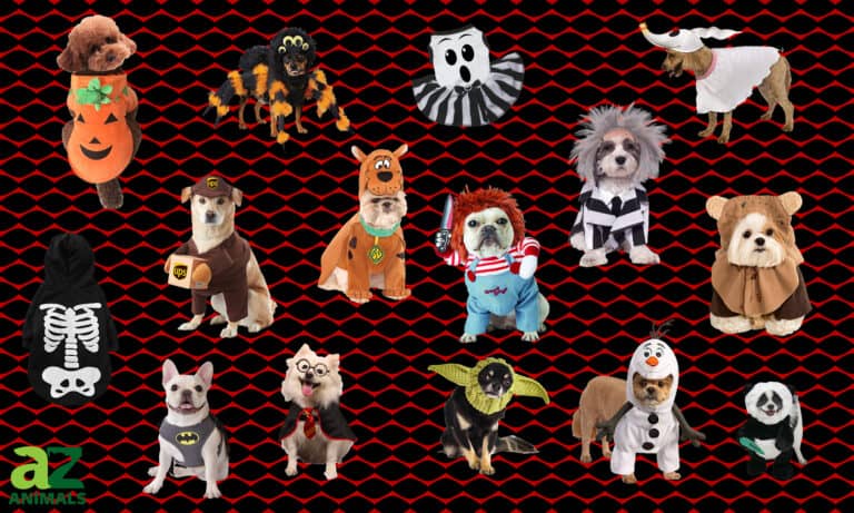 Costumes for Medium-Sized Dogs