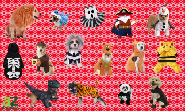 Costumes for Large Dogs