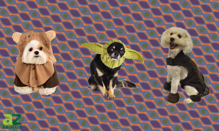 Star Wars Costumes for Dogs