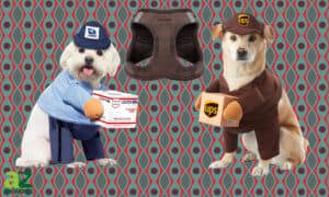 The Best UPS Carrier Dog Costumes Picture