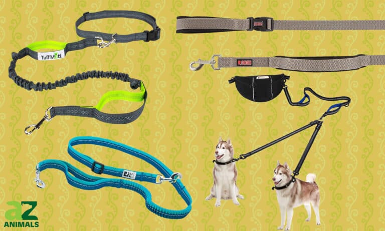 Hands-Free Dog Pet Leash Running Hiking