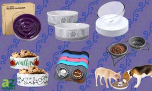 The Best Puppy Bowls: Ranked and Reviewed Picture