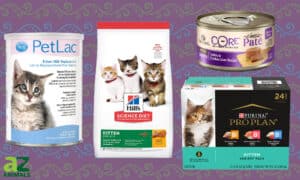 The Best Kitten Food: Ranked and Reviewed Picture