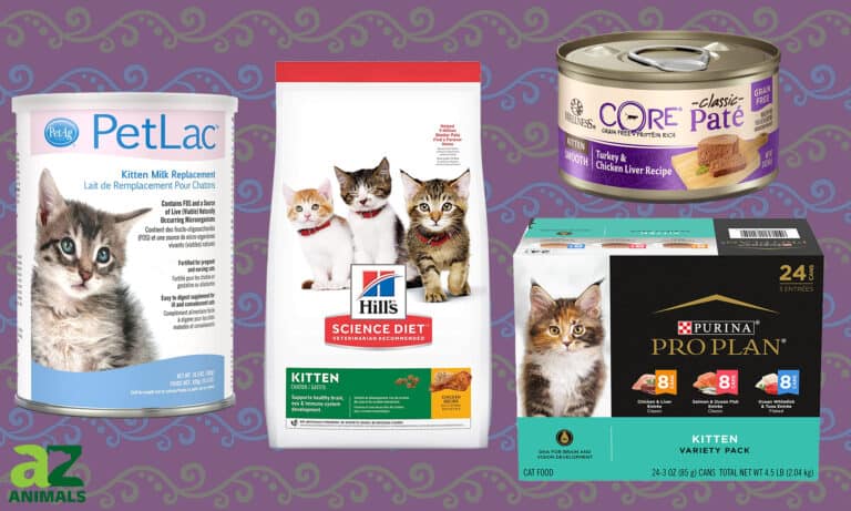 Kitten Food