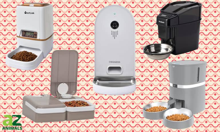 Automatic Dog Feeders