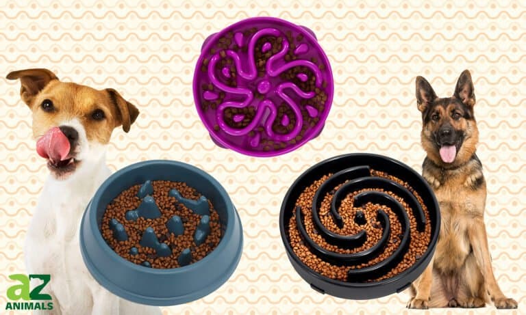 Slow Eating Dog Bowls