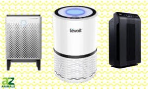 The Best Air Purifier for Homes With Pets Picture