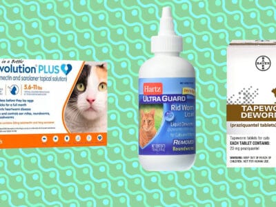 A The Best Dewormer for Cats: Updated for 2022