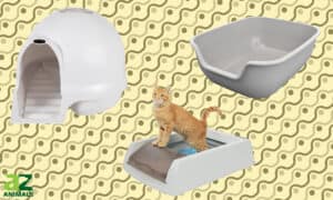 Best Litter Boxes for Cats Picture
