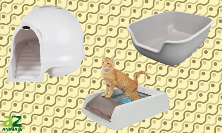 litter box