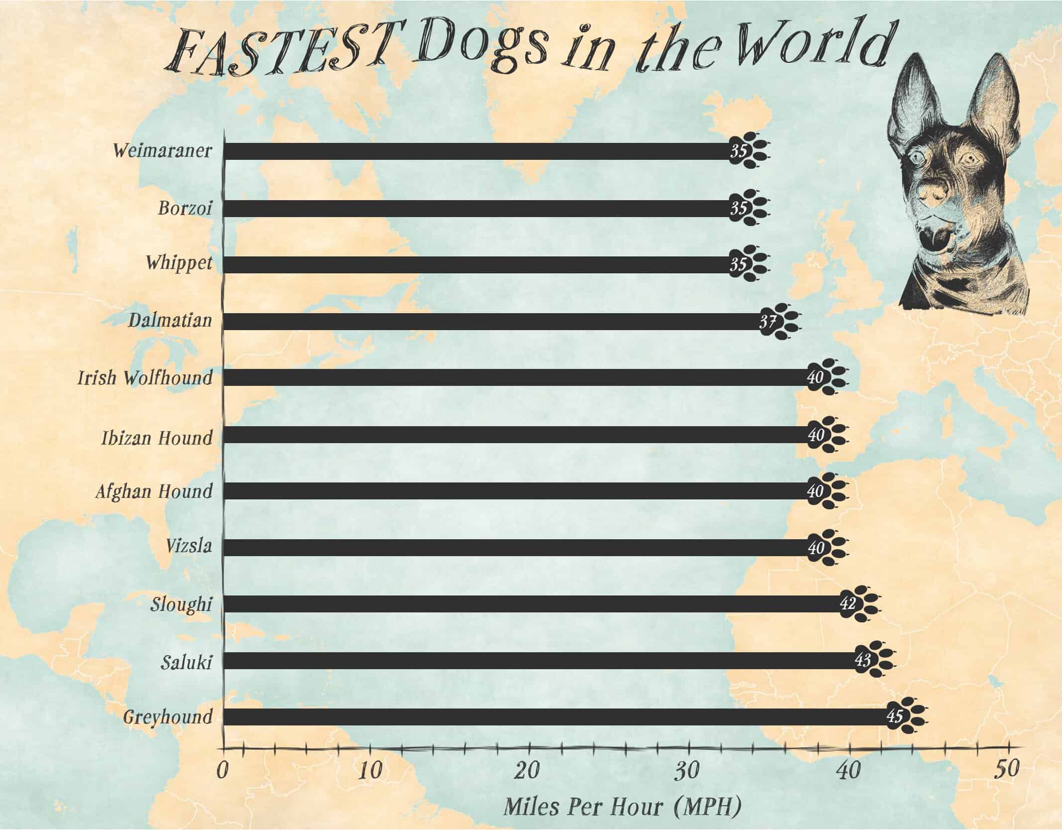 Top 11 Fastest Dogs AZ Animals