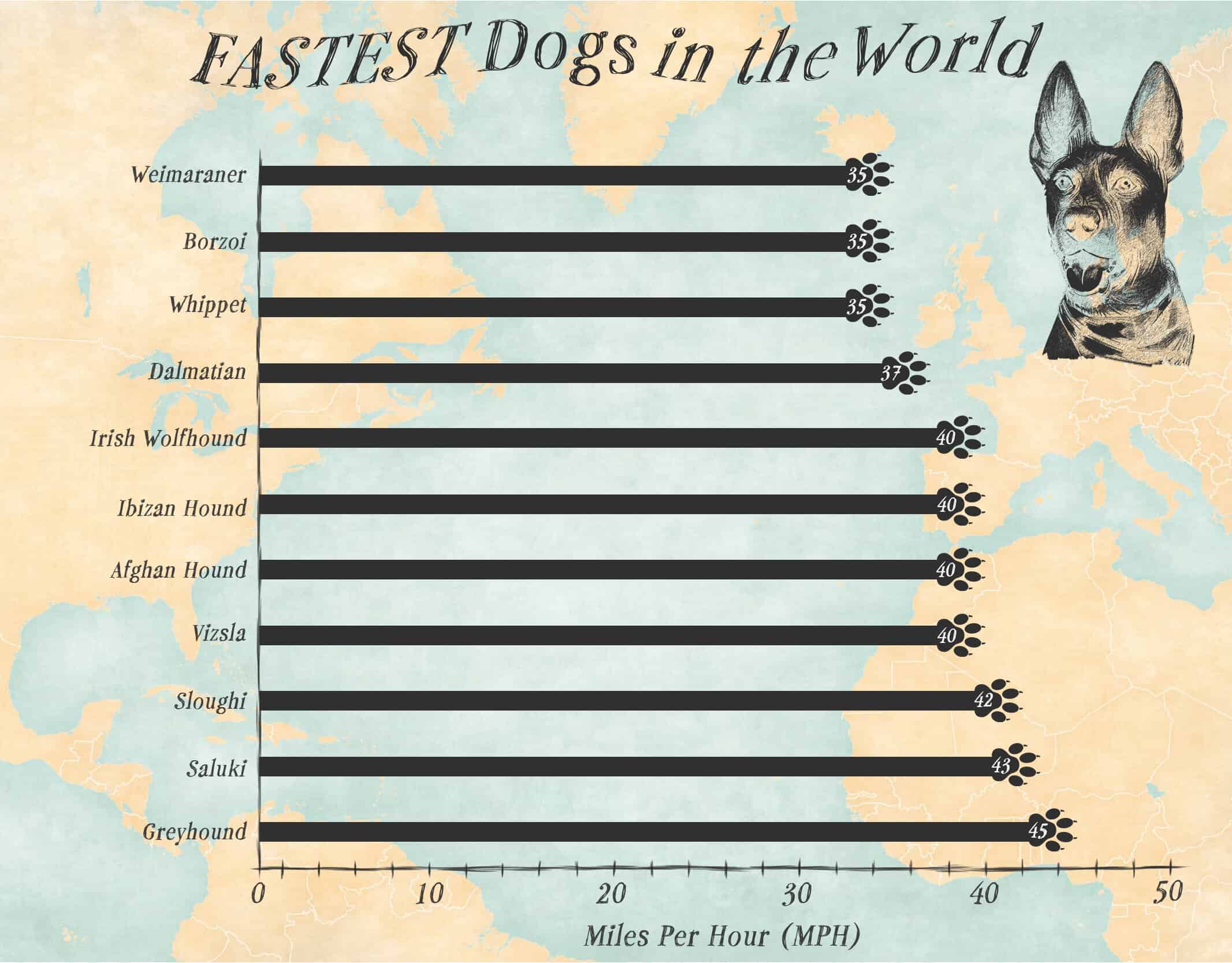 Top 11 Fastest Dogs - A-Z Animals