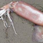 Humboldt squid