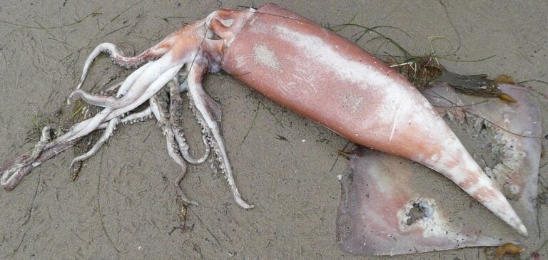 Humboldt Squid