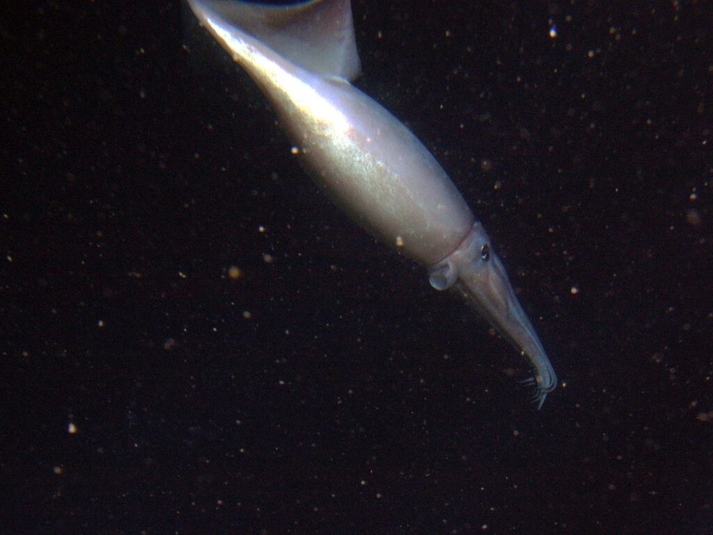 Humboldt squid