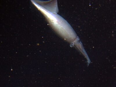Humboldt Squid Picture