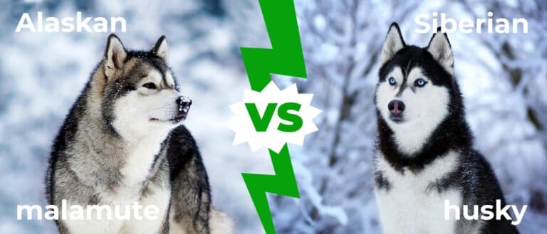 Alaskan Malamute vs Siberian Husky