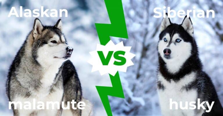 Alaskan Malamute vs Siberian Husky