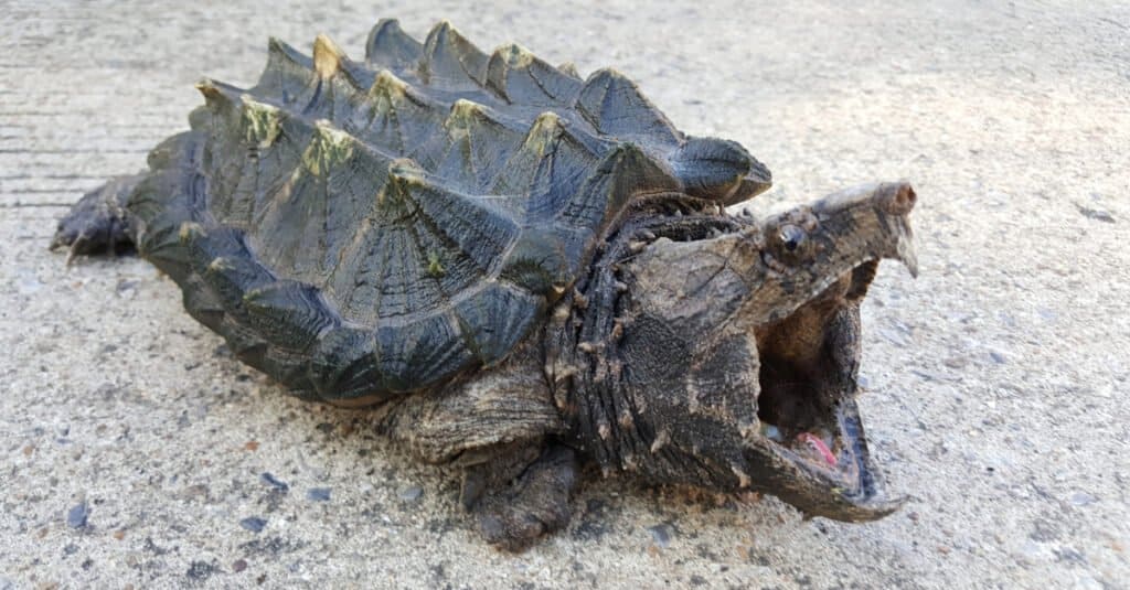 crocodile snapping turtle