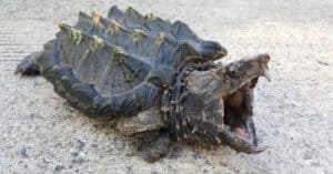 Discover the Oldest Snapping Turtle Ever Picture