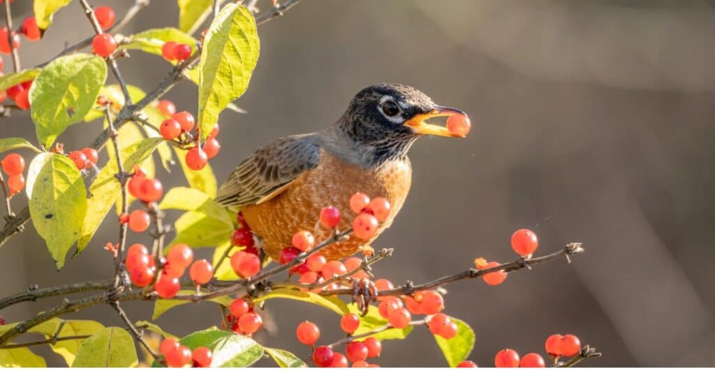 American robin with a berry in its mouth