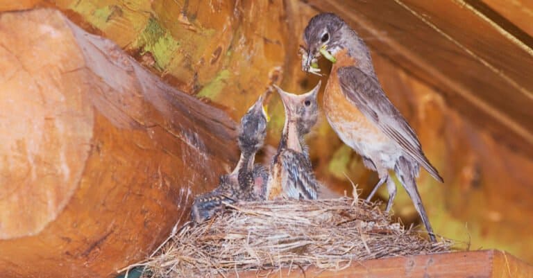 American robin feeding babies