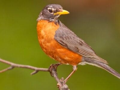 Birds: Different Types, Definition, Photos, and More - AZ Animals