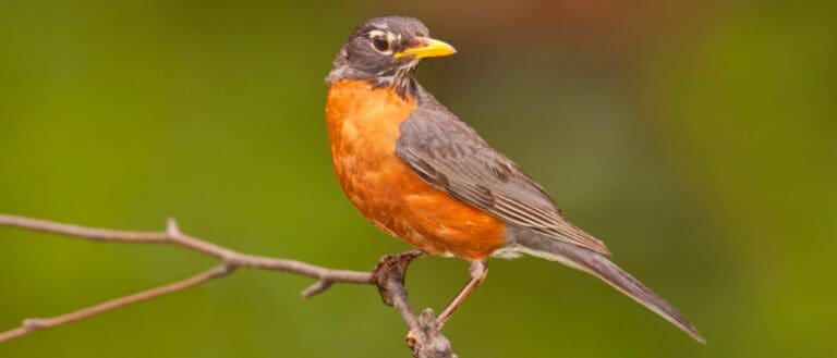American robin sitting on branch