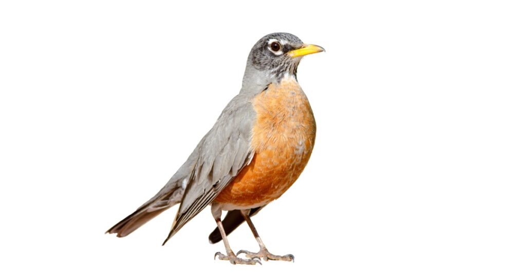 male and female robins