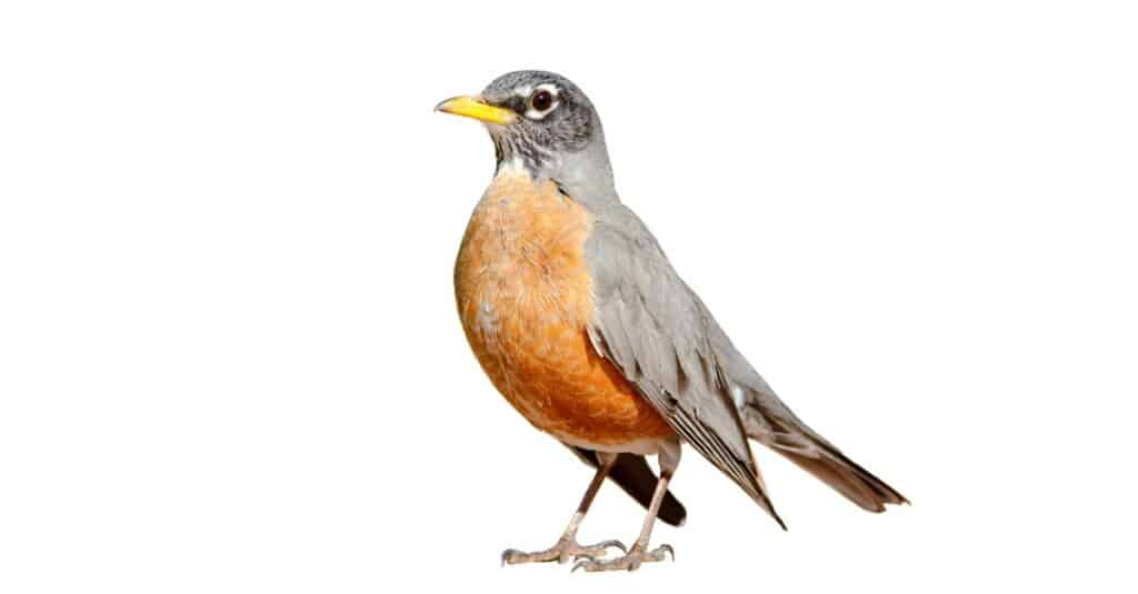 isolated American robin