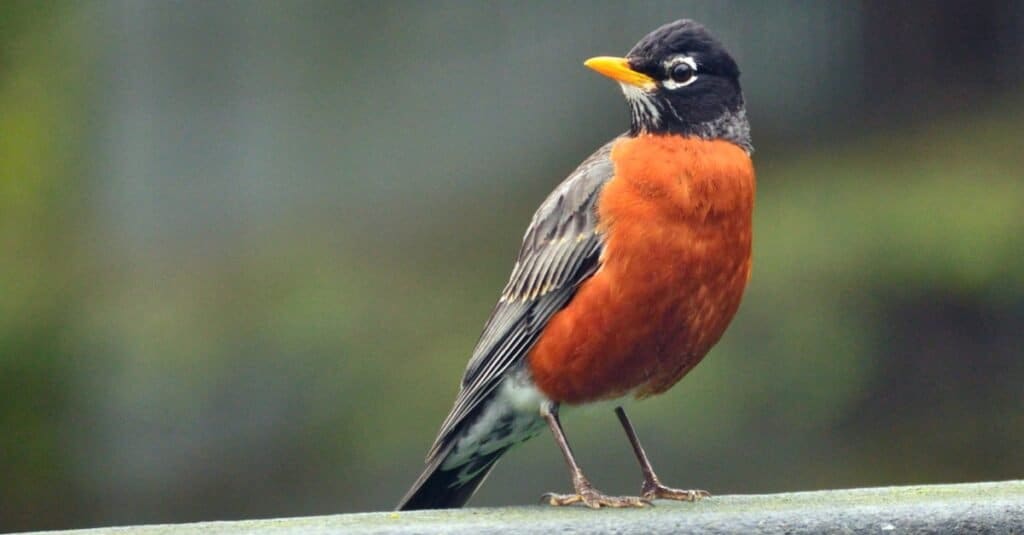American robin perched on a branchThe Robin is center frame., looking left. The bird has a rust-colored body, and medium brown wings and darker brown black  head, its eye is rimmed with white. indistinct green background. 
