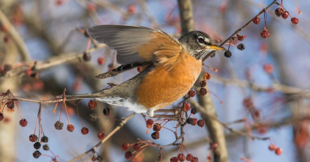 American robin flying from tree
