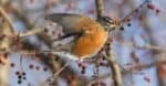 American robin flying from the tree