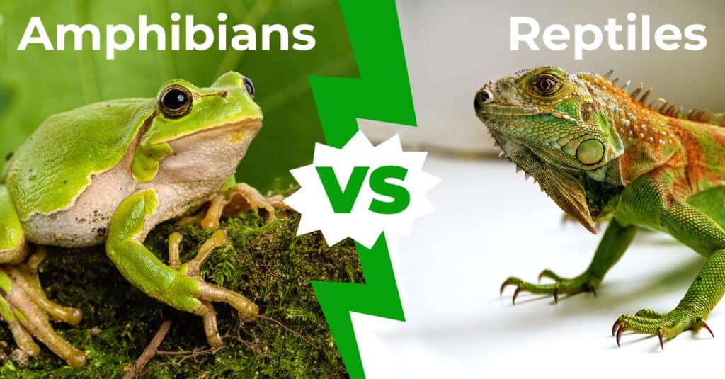 Are Frogs Amphibians or Reptiles? - IMP WORLD