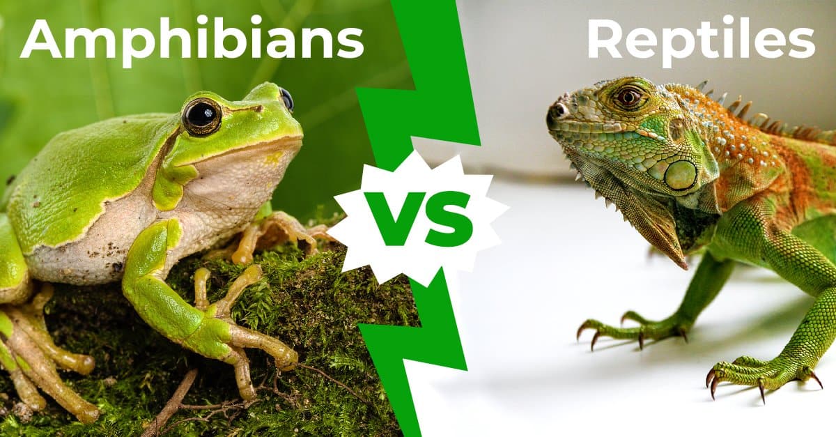 Amphibians vs Reptiles 1200x627