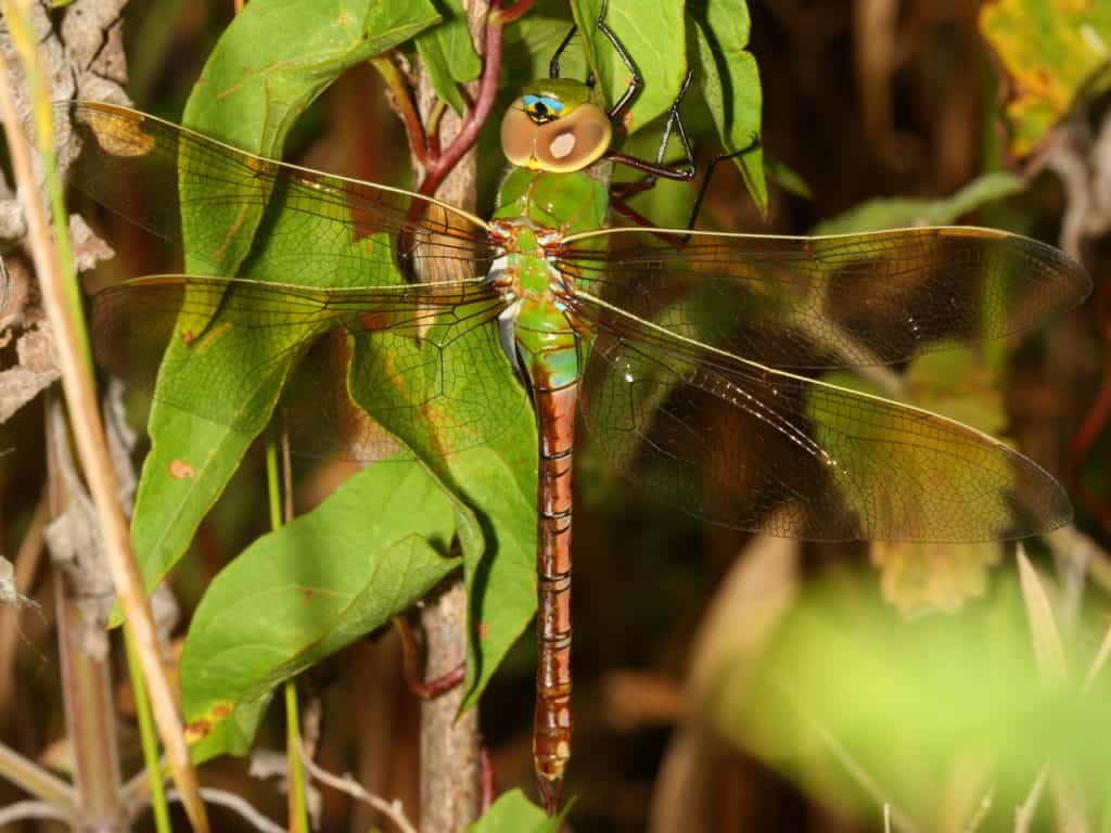 largest dragonflies