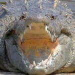 During colder months, crocodiles hibernate or go dormant. Crocodiles will also go dormant during long periods of drought. To create a place to hibernate, they dig out a burrow in the side of a river bank or lake and settle in for a long sleep.