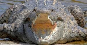 Watch a Group of Crocodiles Trample Over Each Other to Get to Their Food Picture