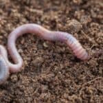 During winter most worms stay in their burrows. They are coiled into a slime-coated ball and go into a sleep-like state called estivation, which is similar to hibernation for bears.